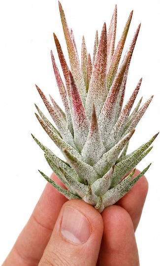 Airplant Tillandsia Vanhyningii Pink