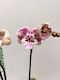 Phalaenopsis Mf Anatolian Fireworks 2 Tulpini