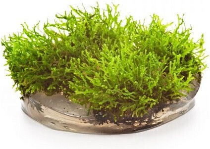 Aquaflora Riccardia Chamedryfolia In Vitro Cup