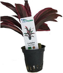 Aquaflora Cordyline Red Edge Pt
