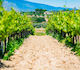 Weinverkostung im Weingut Papagiannakou 5 Weine 10p Gruppe