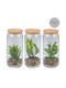 Artificial Potted Plant Φ7.7x16.9 Articasa 871125233555 Random Design Selection Φ7.7x16.9 Glass