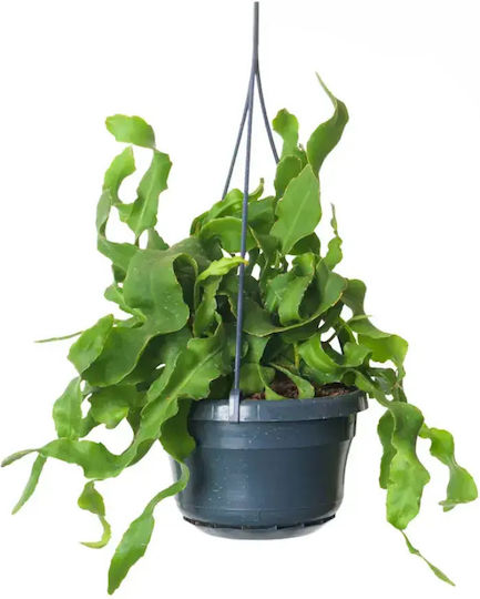 Epiphyllum Guatemalense Monstrose Ø14 Cm