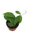 Hoya Sp Gunung Gading Ø6 Cm