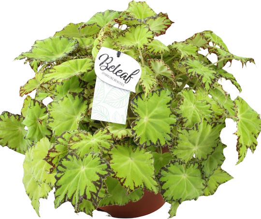 Begonia 'lima Love' Ø12 Cm
