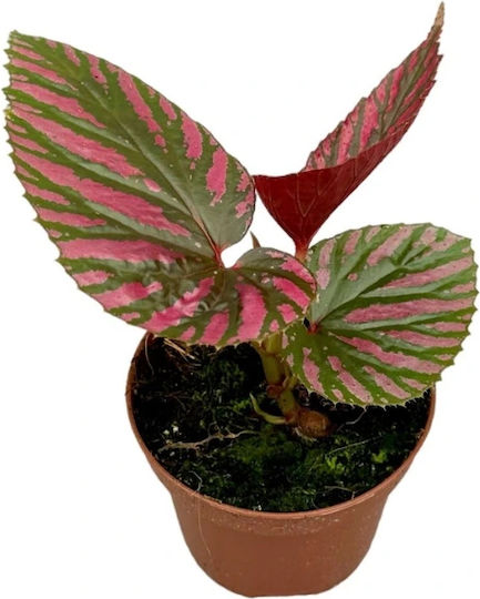 Begonia Brevirimosa Ø8 Cm