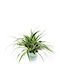 Chlorophytum Irish Ø14 Cm