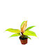 Philodendron Portocaliu Marmeladă Ø10.5 Cm