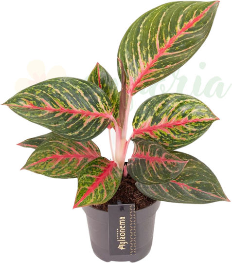 Aglaonema 'olive Red' Ø12cm Ø12 Cm