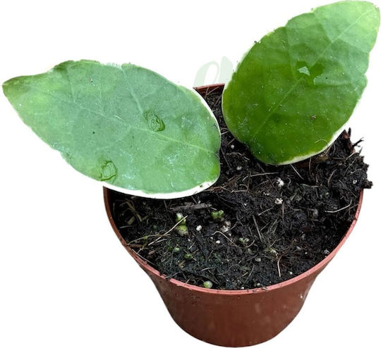 Hoya Verticillata 'panglay Variegata' Ø8cm Ø8 cm