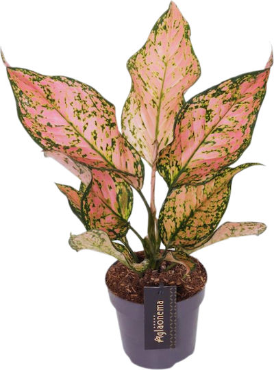 Aglaonema 'pink Dolphin' Ø12 Cm