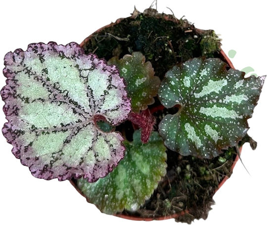 Begonia 'pink Panther' Ø8 Cm