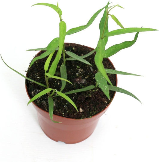 Hoya Burmanica Frunze Lung Ø12 Cm