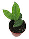 Hoya 'Water Drop' Irina Epc964 Ø12 См
