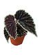 Begonia Darthvaderiana 'green Spots'