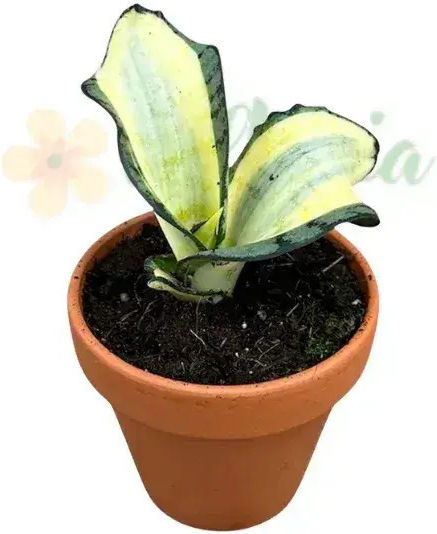 Sansevieria 'wendy Yellow' Ø8 Cm