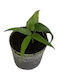Anthurium Eminens Ø7 Cm