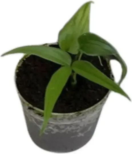 Anthurium Eminens Ø7 Cm