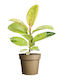 Ficus Elastica 'shivereana' Ø9 cm