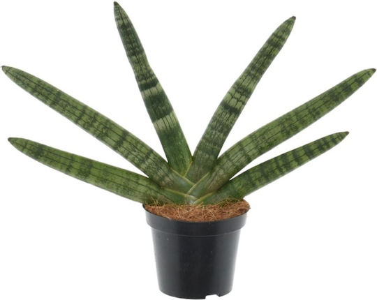 Sansevieria Cylindrica 'skyline' Ø7 Cm