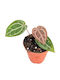 Anthurium 'docblock Michelle' Ø9 Cm