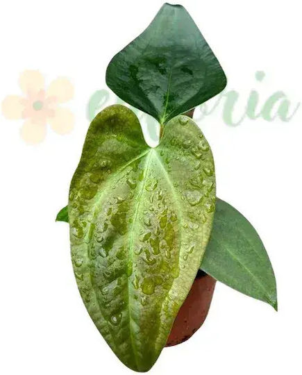 Anthurium 'napo' Ø8 Cm