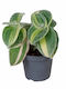 Tradescantia Sillamontana 'Variegata' Ø6 См