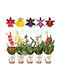 Eufloria Orchideen Mischung Ø12 Cm