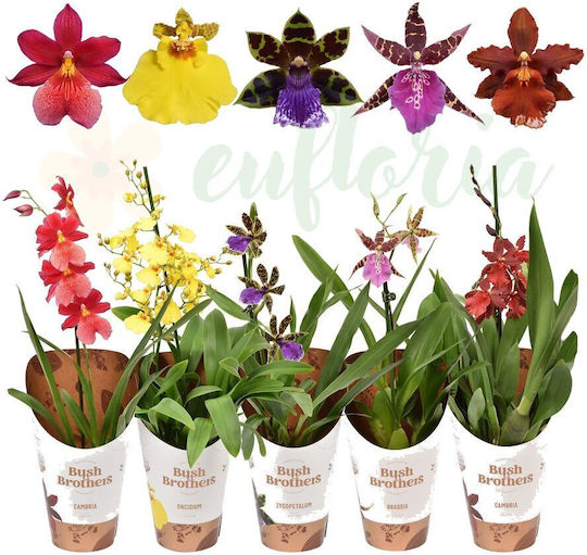 Eufloria Orchideen Mischung Ø12 Cm