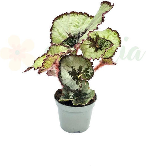 Begonia 'spirit Java' Ø6 Cm
