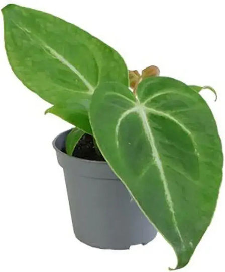 Anthurium Magnificum Ø6 Cm