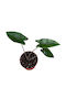 Alocasia Zebrina Ø7 Cm