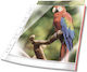 Durable Пластмасови Джобове за Папки за Документи A4 с Дупки и Укрепени 25 Бройки