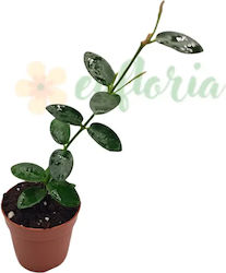 Hoya Cumingiana Ø6 Cm