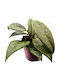 Hoya Wibergiae Ø10.5 Cm