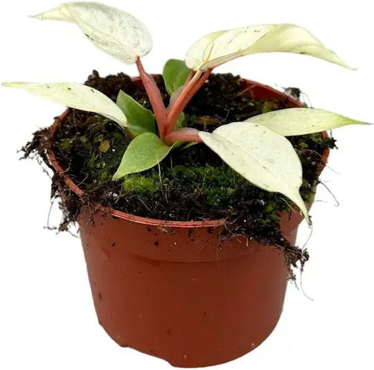 Philodendron ’snowdrift’ Ø12 Cm