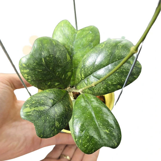 Hoya Deykeae Ø8 Cm
