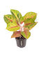 Aglaonema 'iguana Red' Ø12 Cm