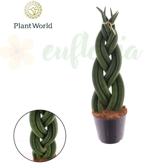 Sansevieria Cylindrica 'braid' Ø8.5 Cm