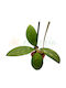 Hoya Mindorensis Ø6 Cm
