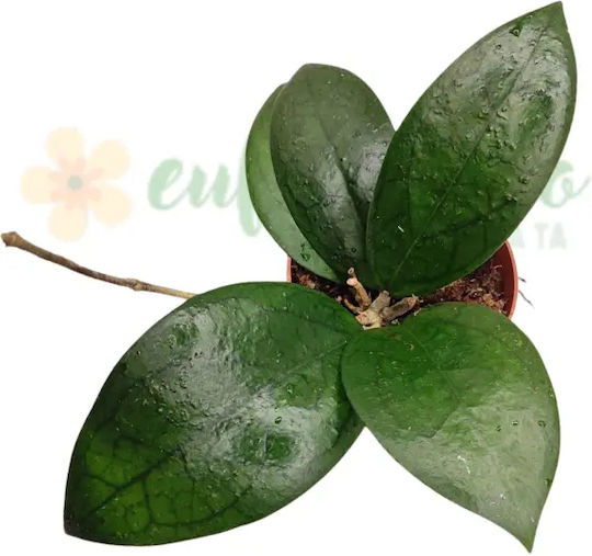 Hoya 'puom Siam Ruby' Ø12 Cm