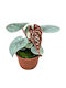 Хвощ Anthurium Luxurians Ø10.5 См