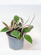 Hoya Carnosa Tricolor 'flamingo Dream' Ø12 Cm