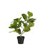 Day Potted Plant Fig 40cm Pack 4 Pieces