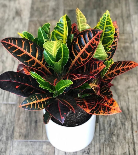 Codiaeum Височина 60 См Variegatum
