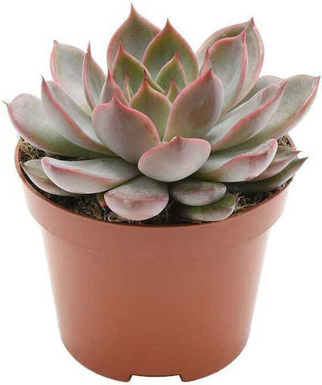 Echeveria 'morango' 10.5cm