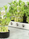 "τυχερό Μπαμπού" Dracaena San Lucky Bamboo Big 3