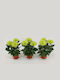 Χρυσάνθεμο Chrysanthemum Ind Lime Anastasia Premium