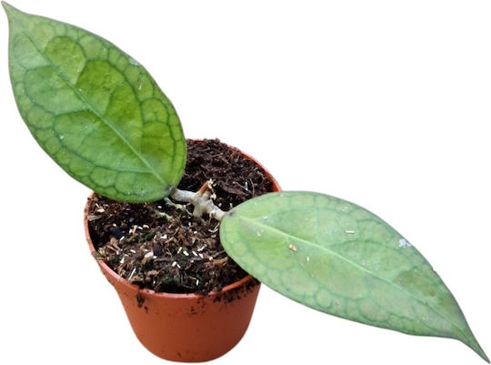 Hoya Tequila Sunrise Ø7 cm