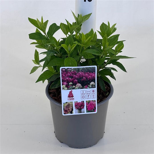 Ορτανσία Hydrangea Paniculata Bonfire